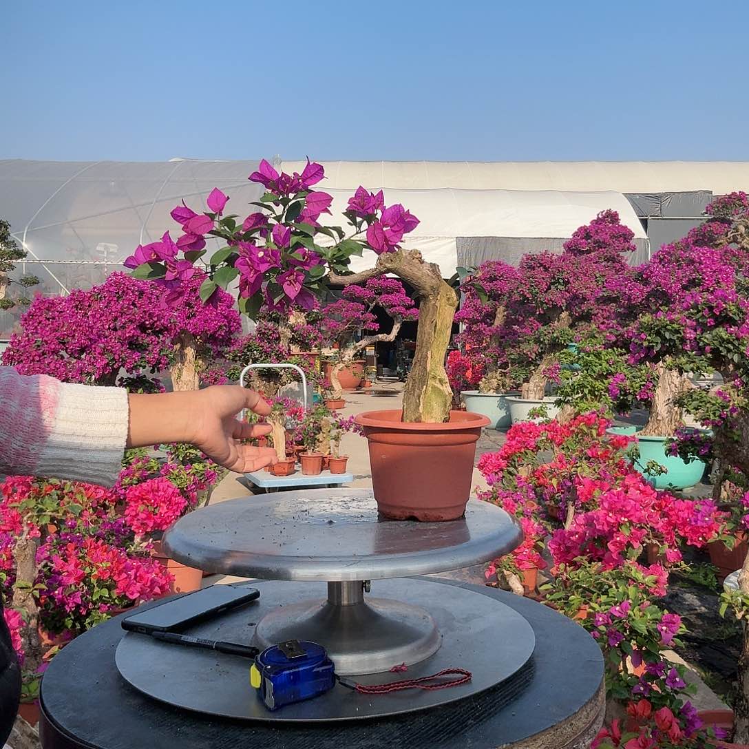 广***缘无花朵小叶紫三角梅