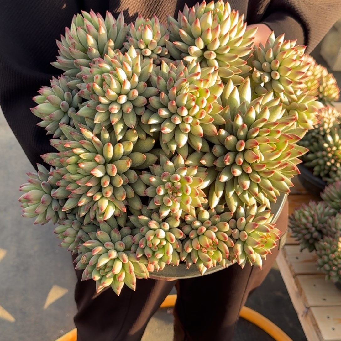 爱***我二代鱼精品老桩多肉