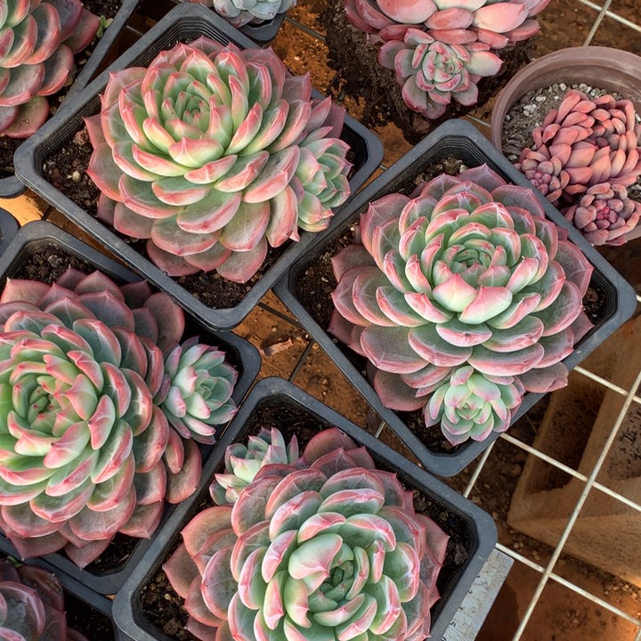 140杯红鸾多肉植物两单包邮