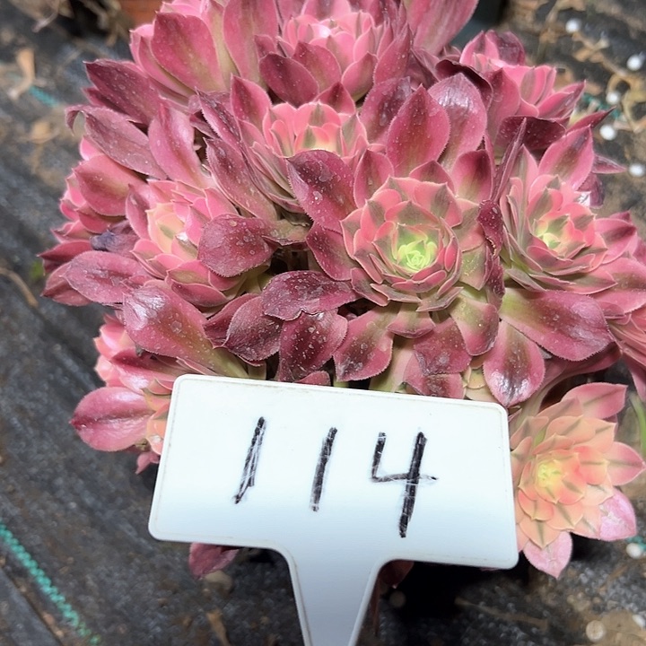 多肉植物香菲法师