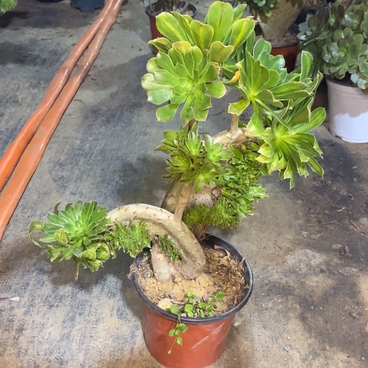 桓****碧螺春缀多肉植物71 