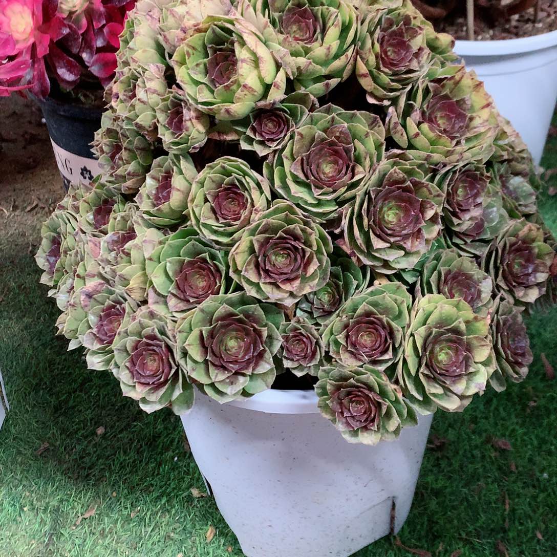 【闪购商品】二**姨万拉丝，多肉