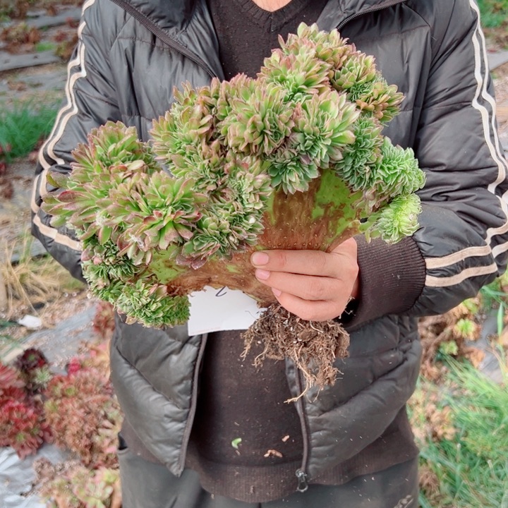 海王醉话18号多肉法师