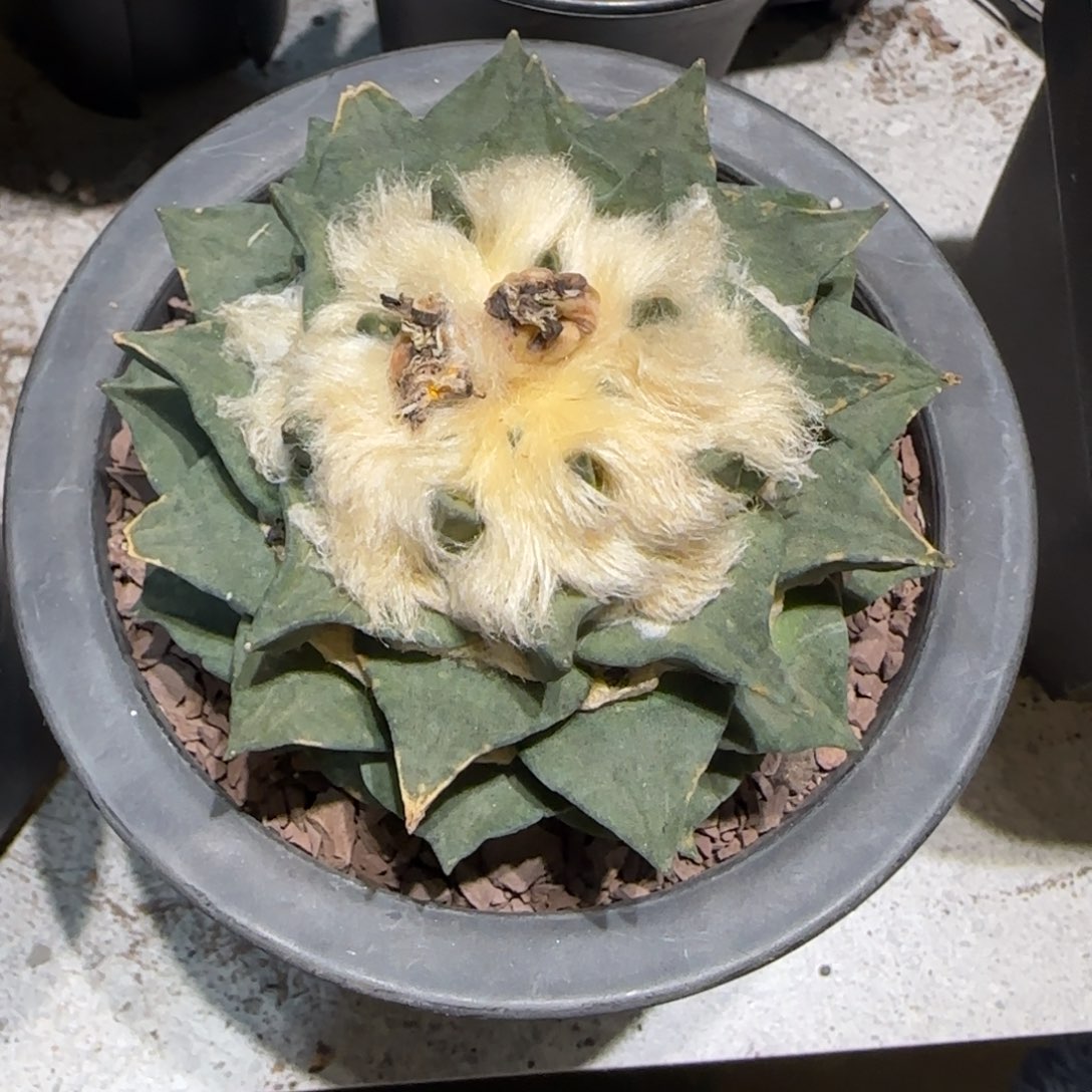 h***O仙人球特价一颗80