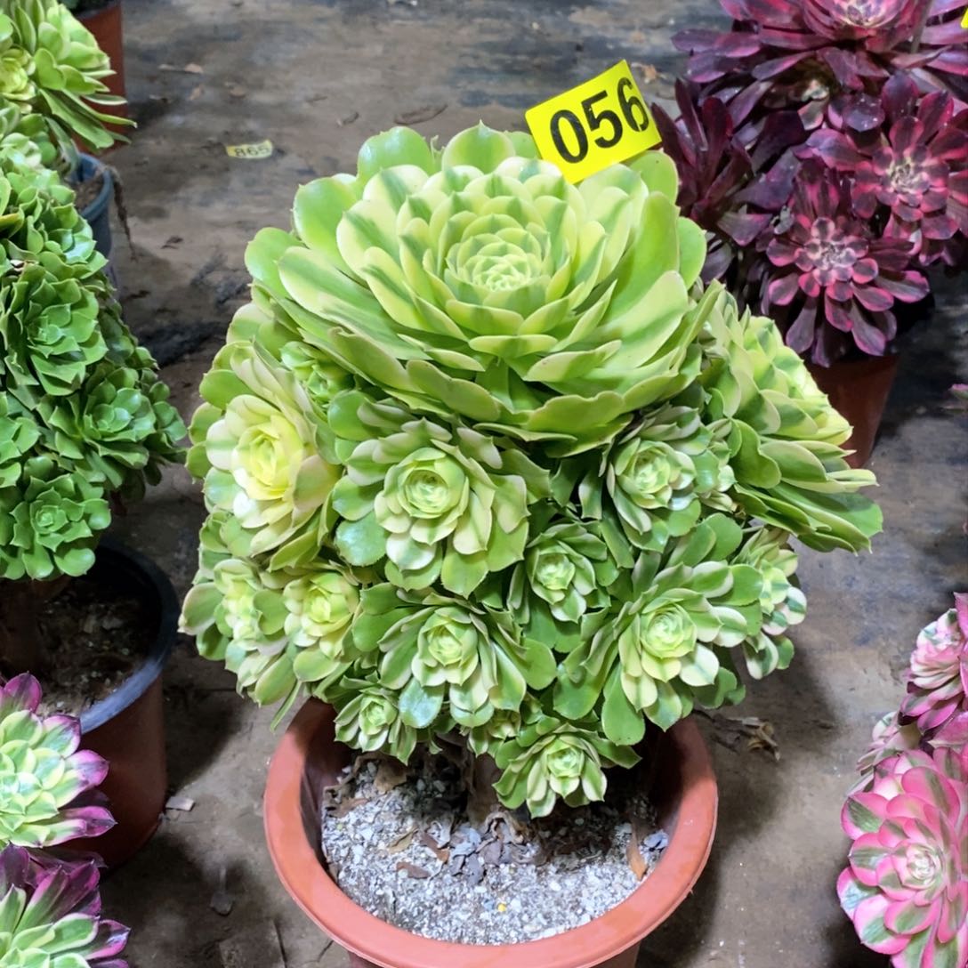 辛尼亚多肉法师056