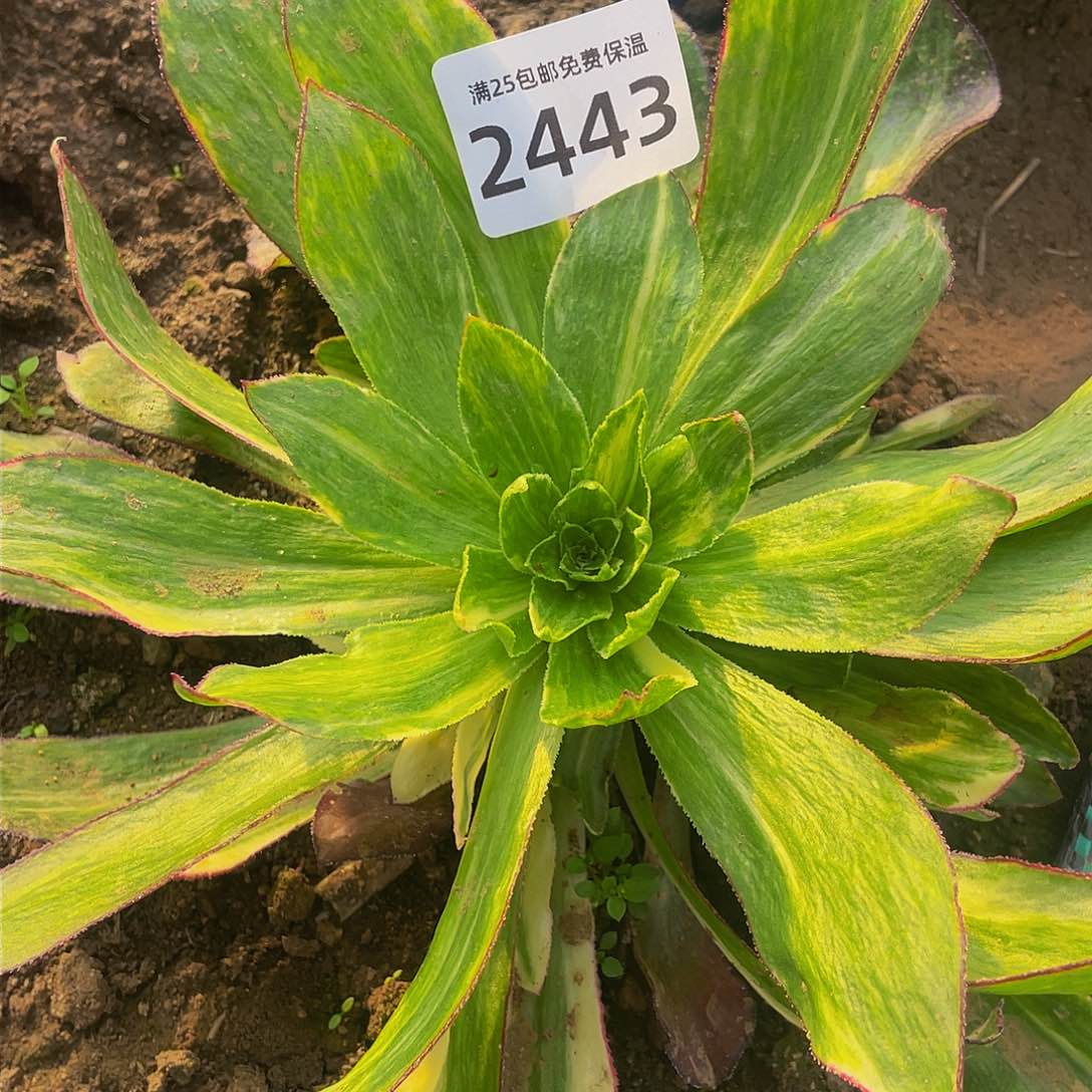 2443魅影七彩多肉植物