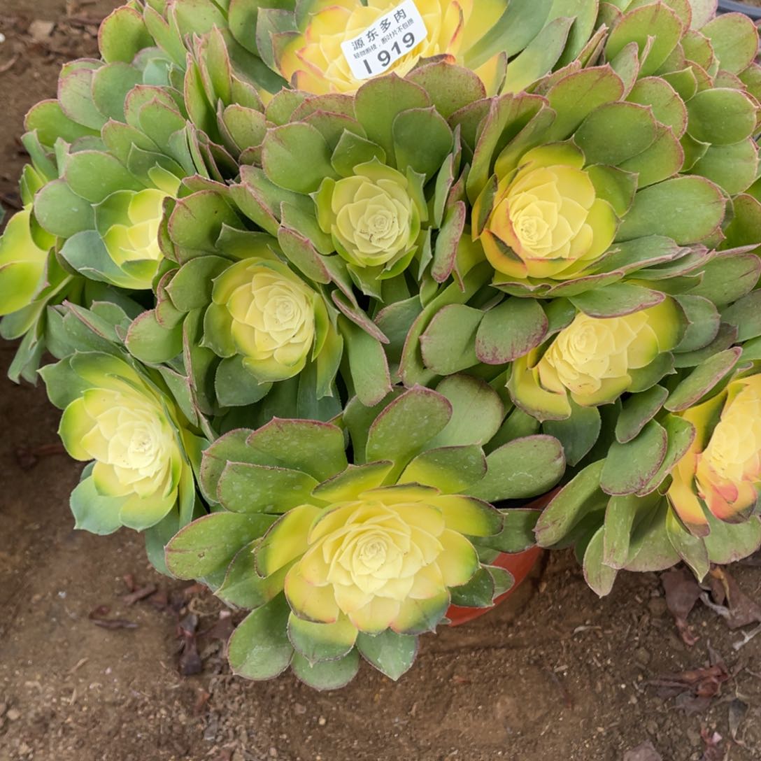 919牡丹多肉法师断枝不包