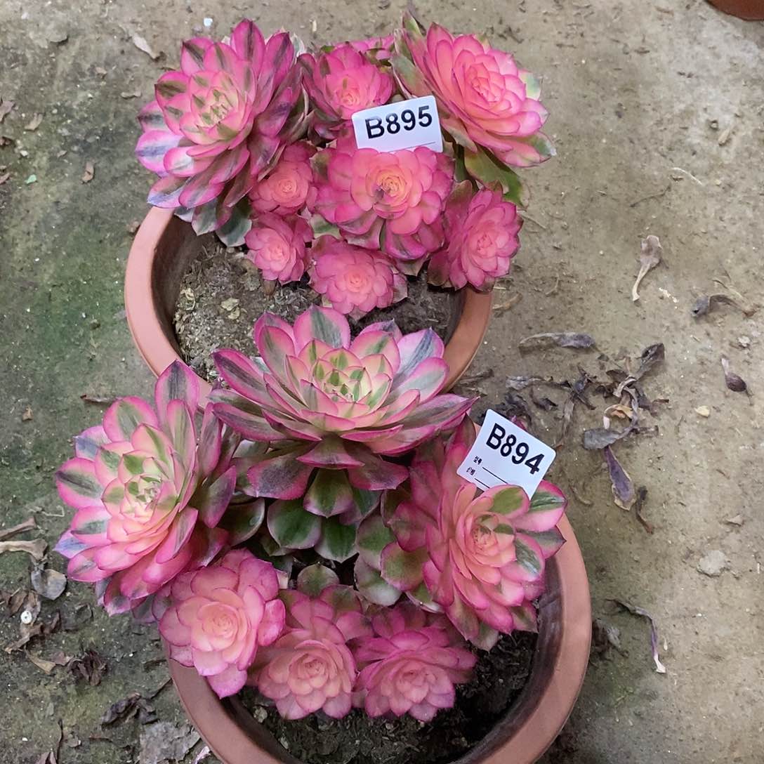 玲****倾城多肉植物894.895