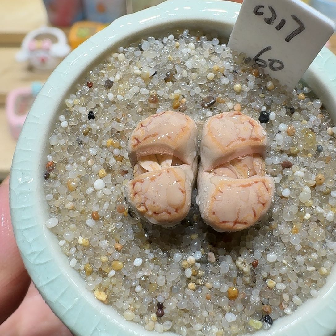 红陶蘑菇507c217饼干