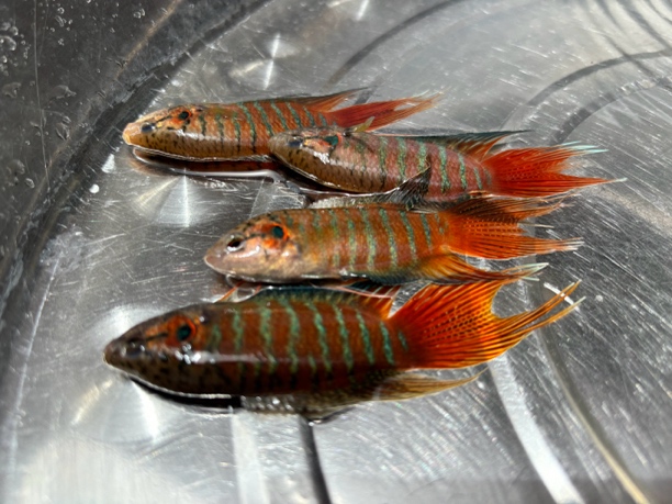 广西地区野生斗鱼