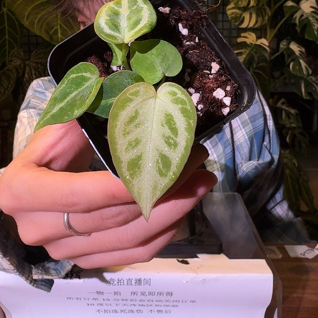 不开花植物W11超级银杂银后