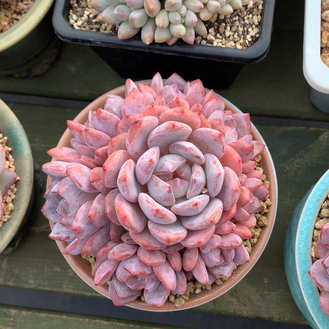 橙子群 手捧 一颗   