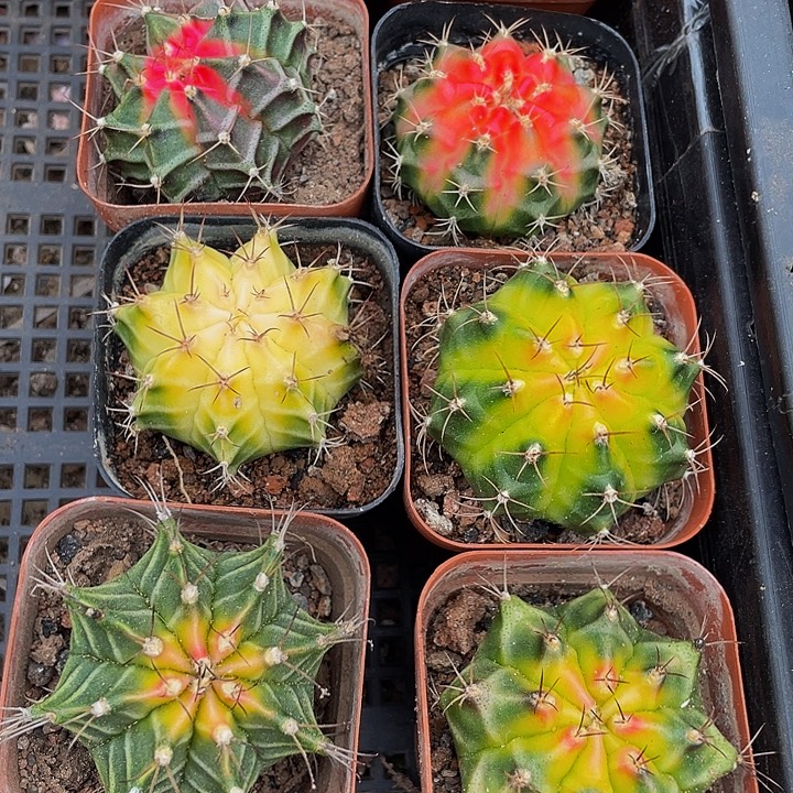 刺球锦带盆土发货