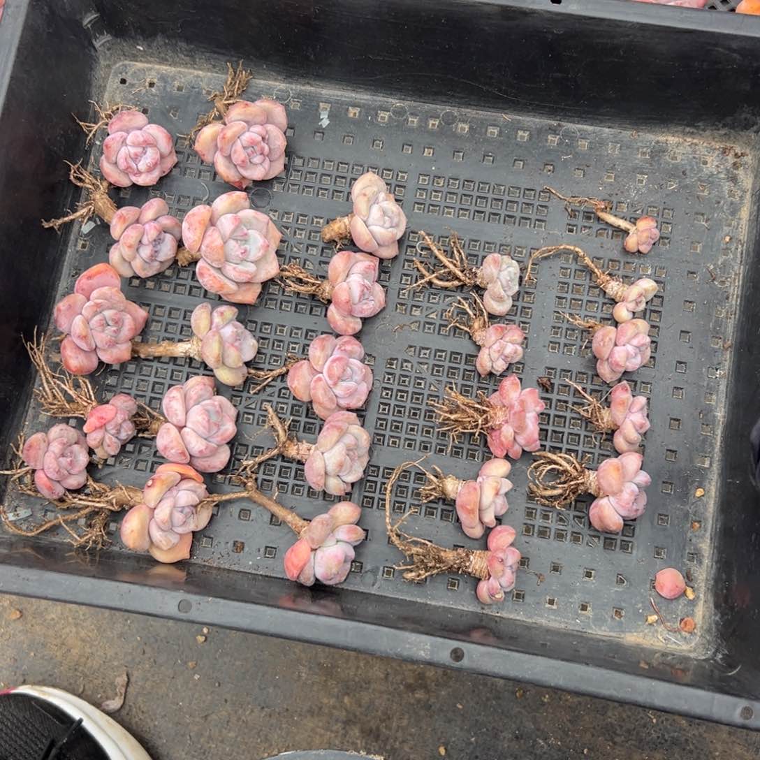 紫梦露25个有瑕疵，个别无根