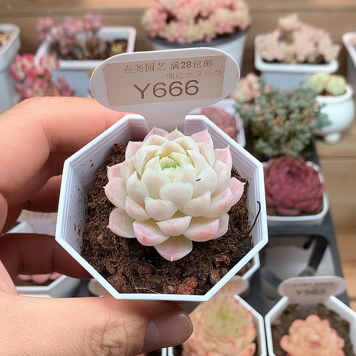 0666白月影4.5厘米