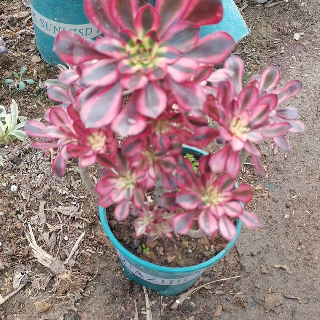 香奈儿多肉法师多肉法师50