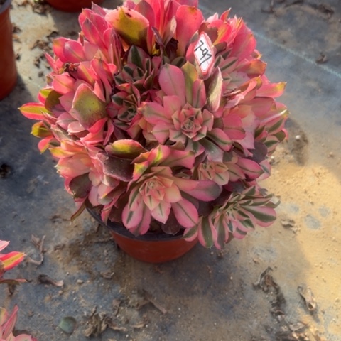 7-97香妃朵朵福利多肉植物