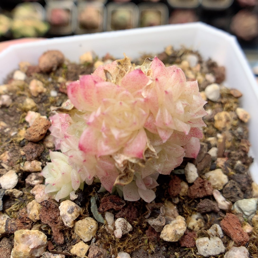 G112 ，20包邮两天凑单