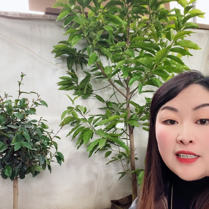 白兰花是真的好看