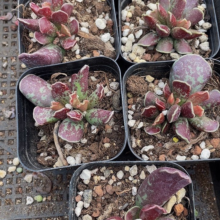 紫库博带盆土发货