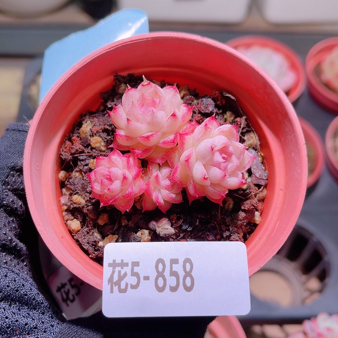 花利美5-858女王