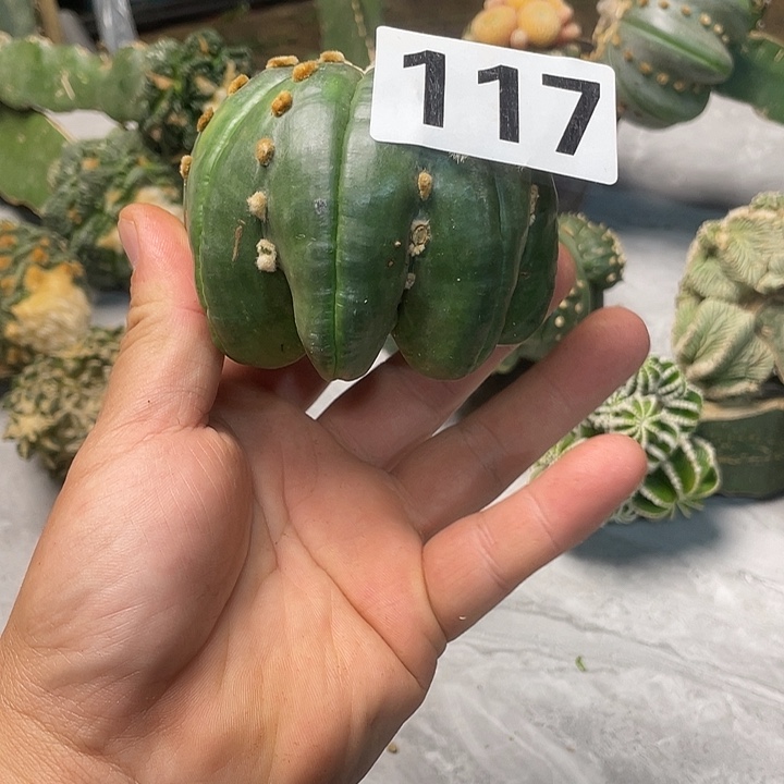 完全开放117指纹海星一个