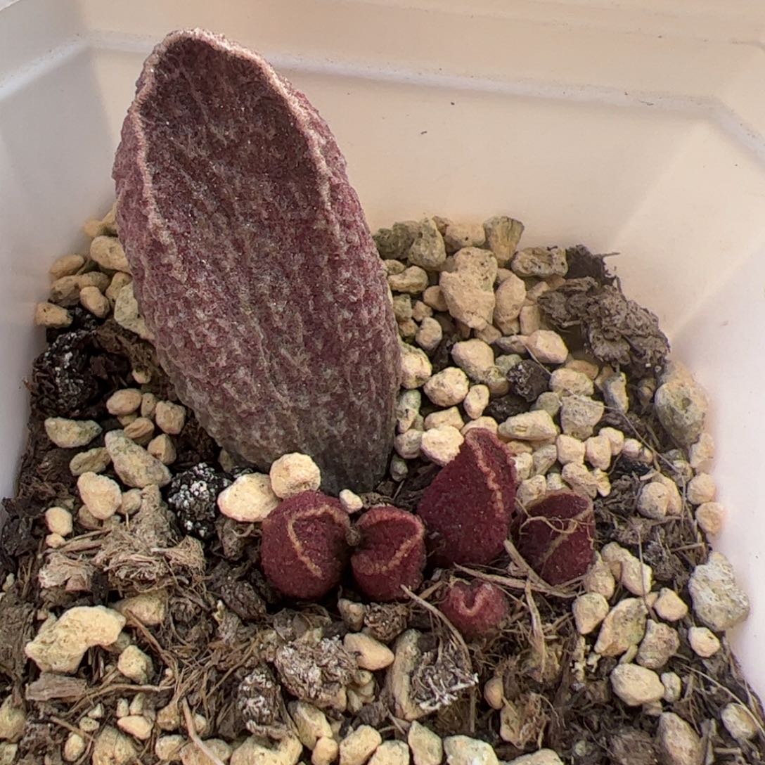 N***?财神大苗多肉植物水泡