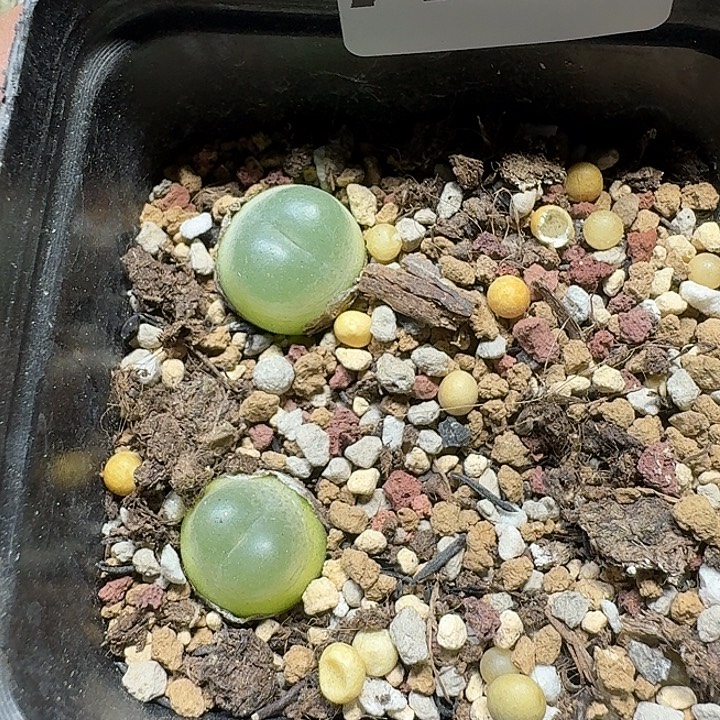 ****蘇208 多肉植物多肉植物