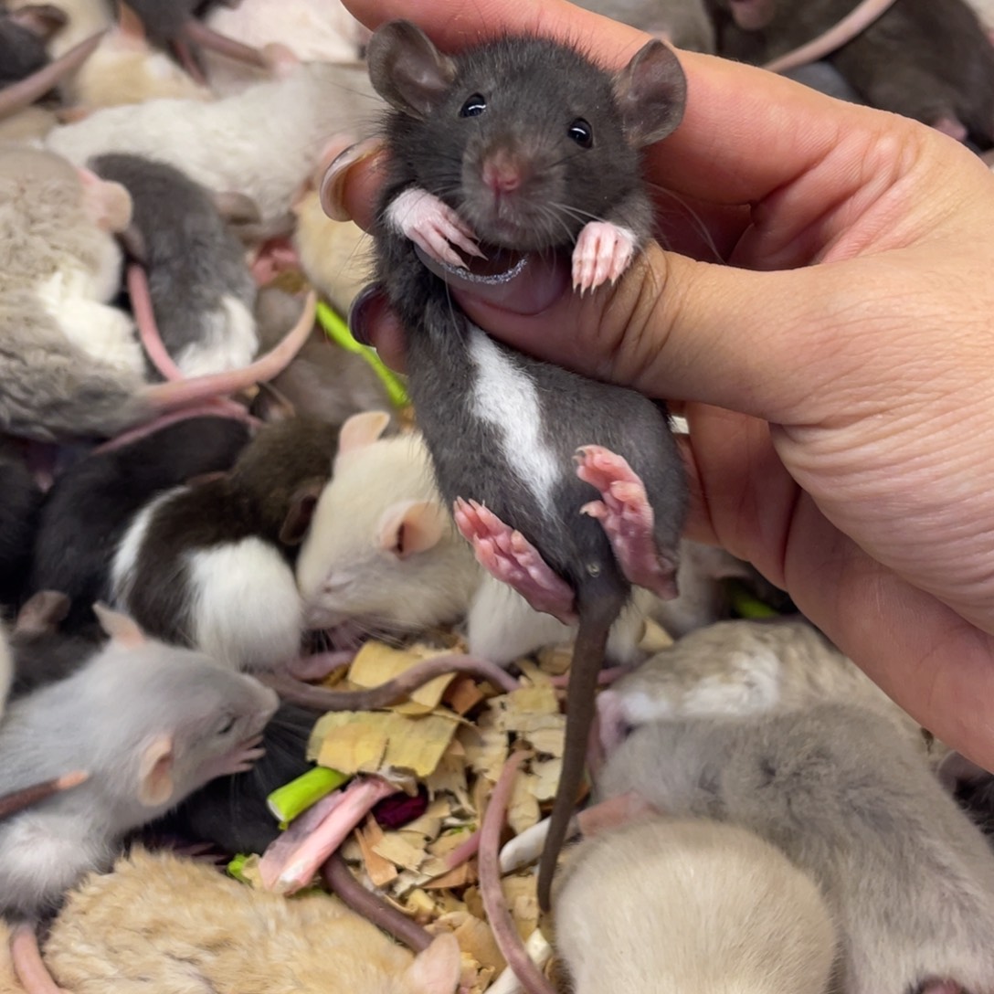 小***绿纯黑色花枝鼠妹妹