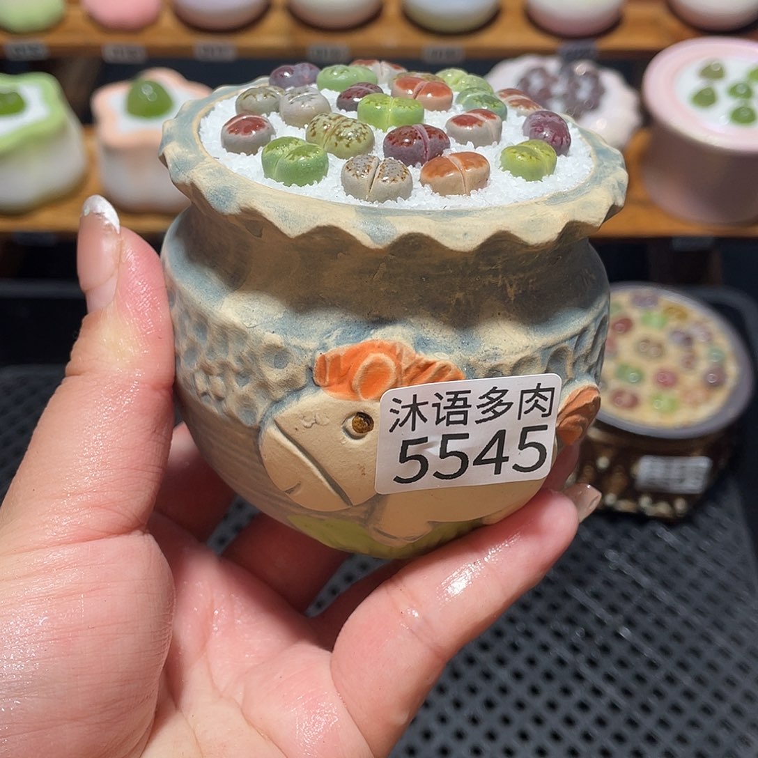 带盆土植物 一物一拍5545