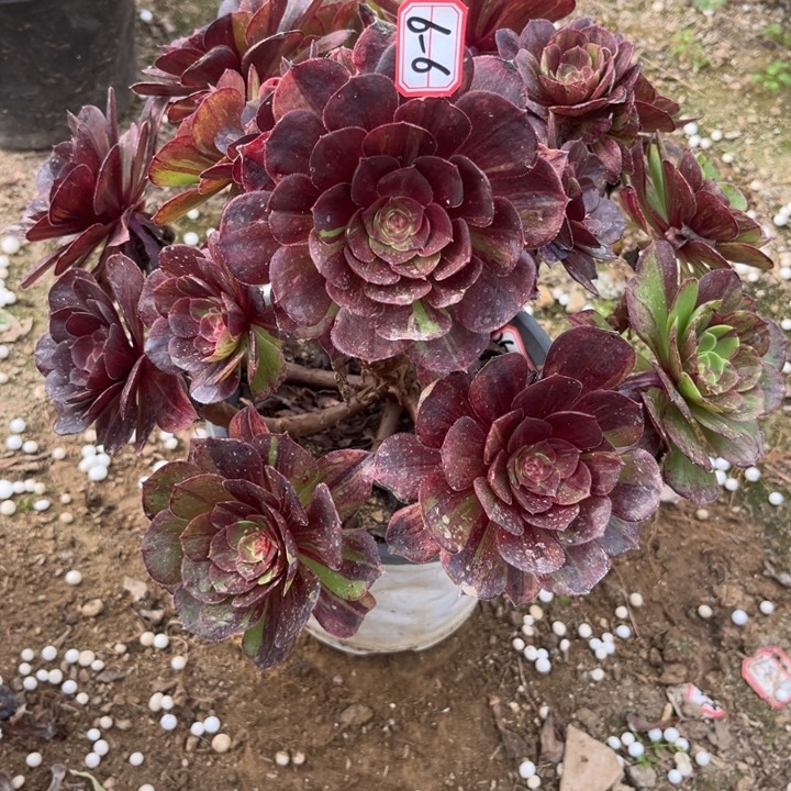 6-6花月夜不周正处理不售后多肉