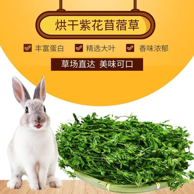 头茬烘干紫花苜蓿草兔草食用草龙猫荷兰猪牧草新草干草兔粮兔子草