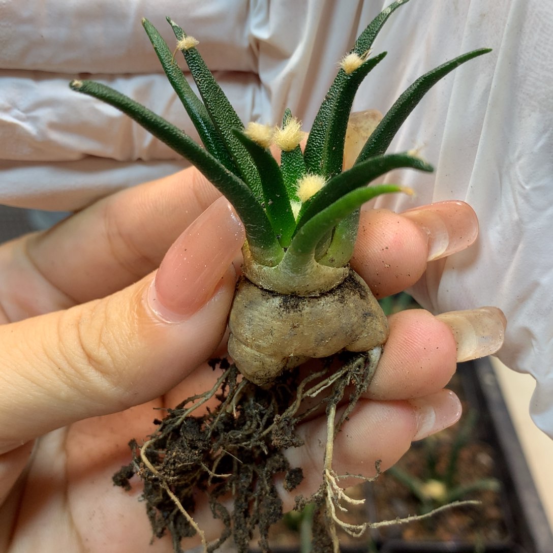      实生 龙舌兰岩牡丹 盆口径5公分