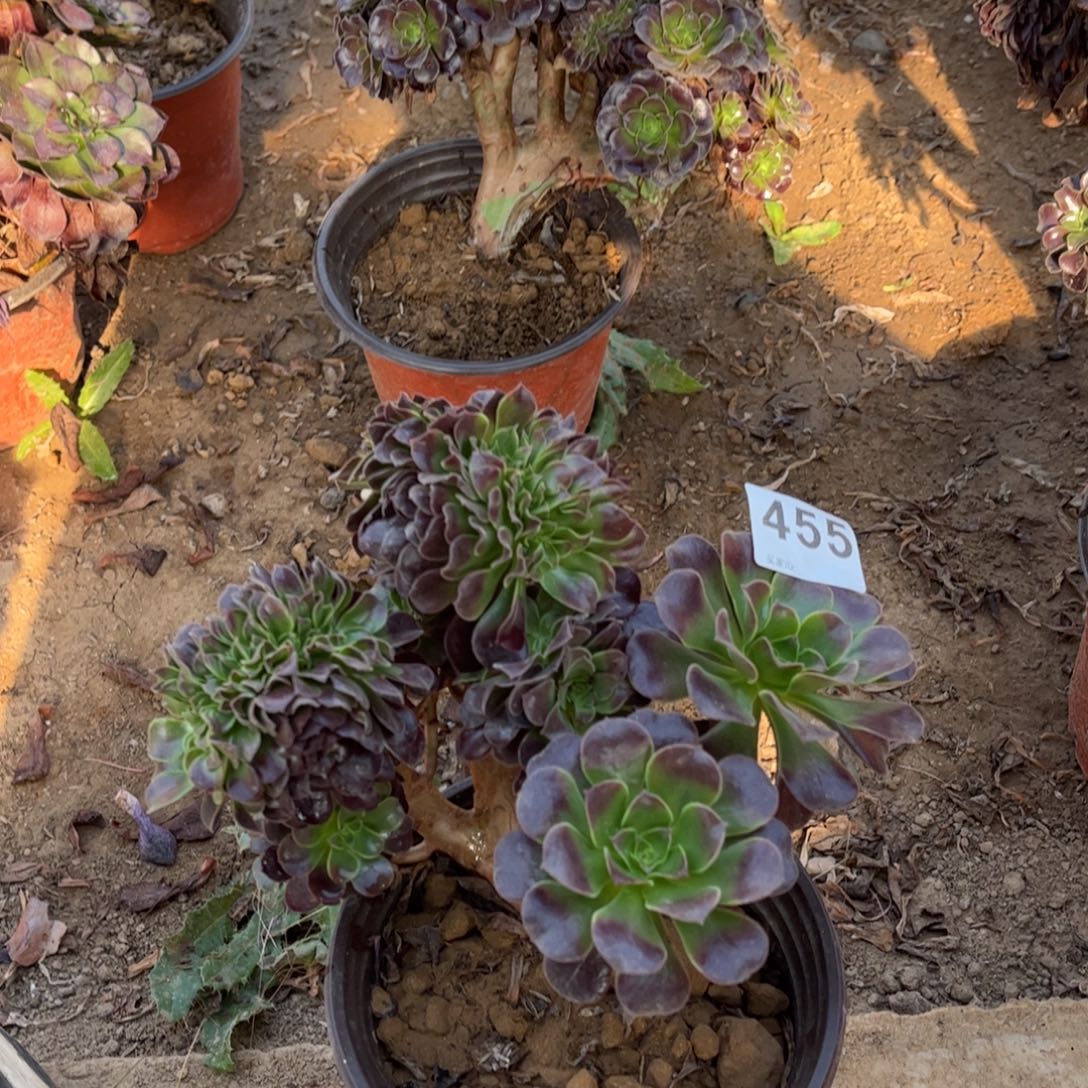 欧綴455不包断枝的