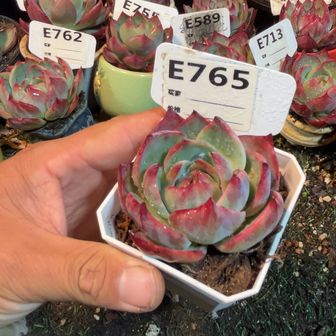 惊鸿一瞥765多肉