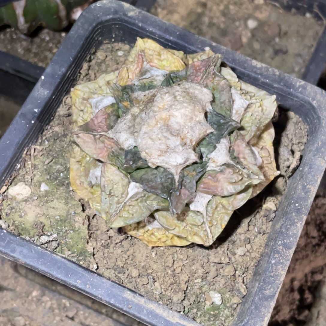 无花朵自根 宽犹锦 仙人球