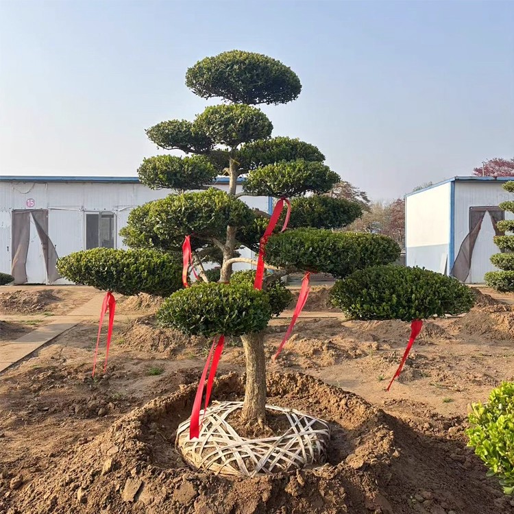 小叶黄杨树庭院别墅造型绿化独杆黄杨雀氏黄杨盆景树四季常青树苗