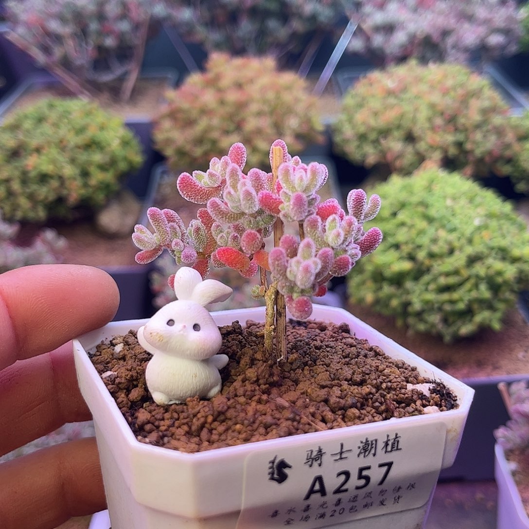 梨***漫257实生精控优选冰晶