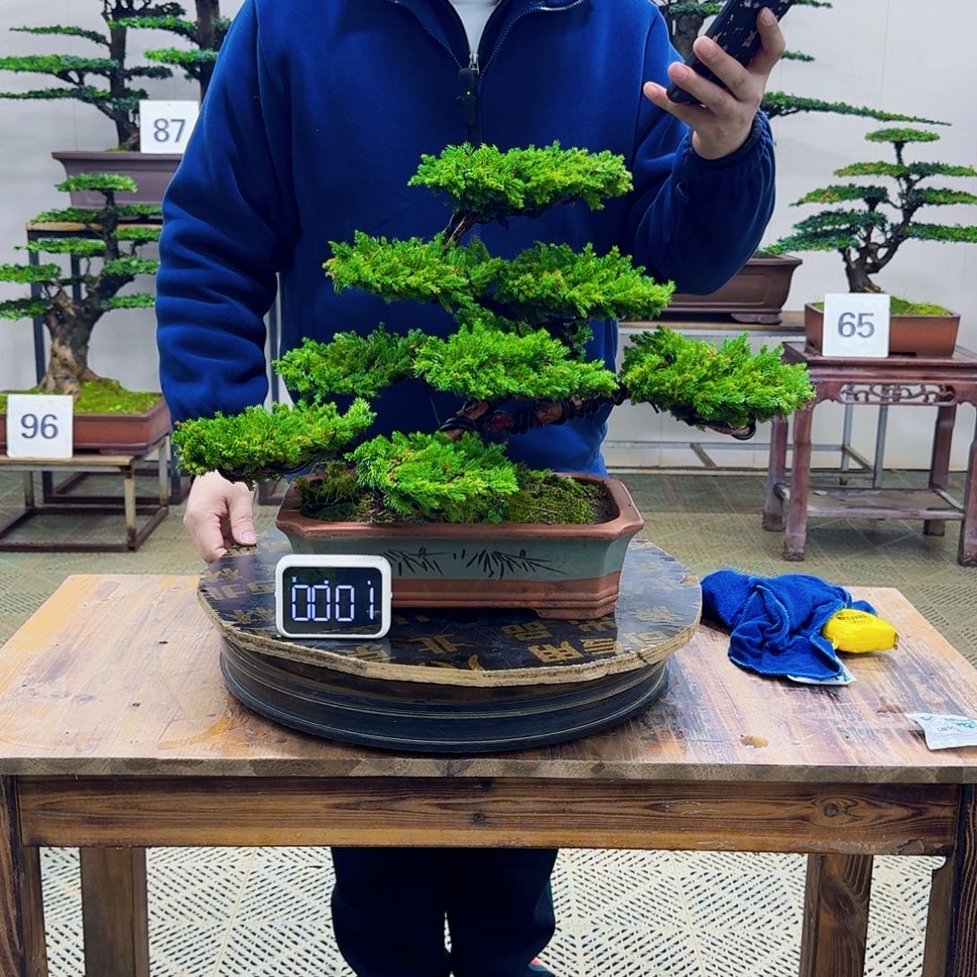 无花朵柏树造型盆景