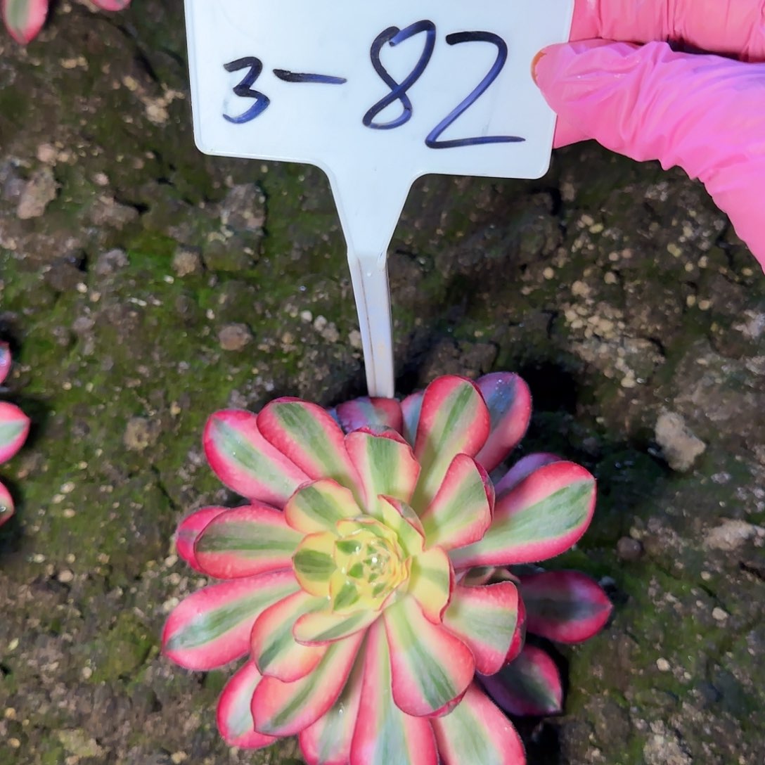 3-82爱丽丝………………”