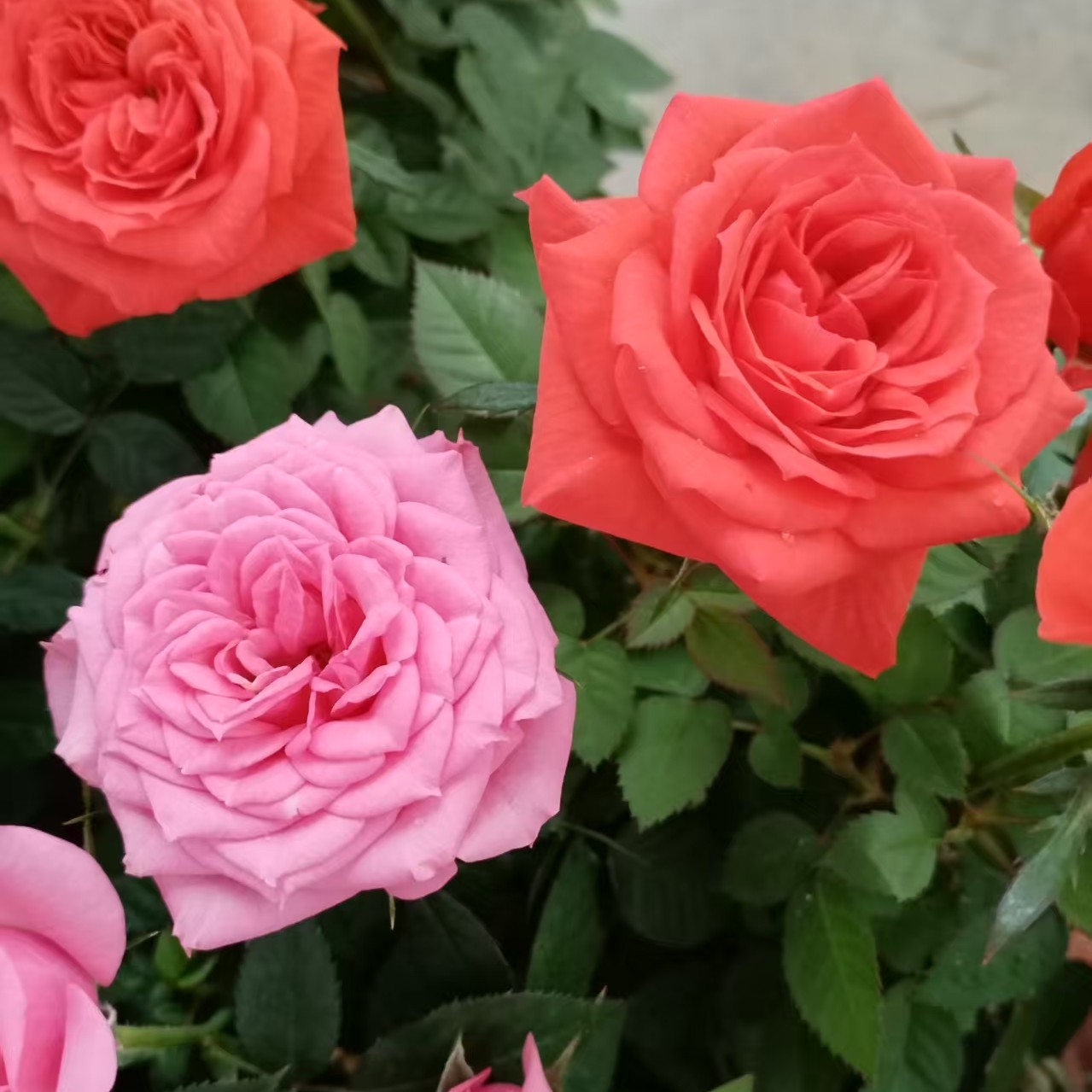 “双十一”超值2盆福利（淑女+胭脂扣）基地直发庭院，阳台四季开