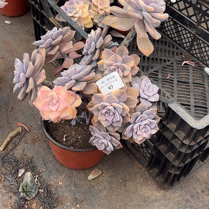 H***a紫乐锦群，一物一拍