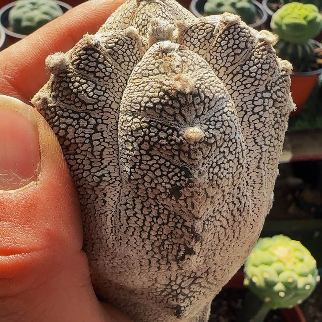 自根恩冢416仙人球