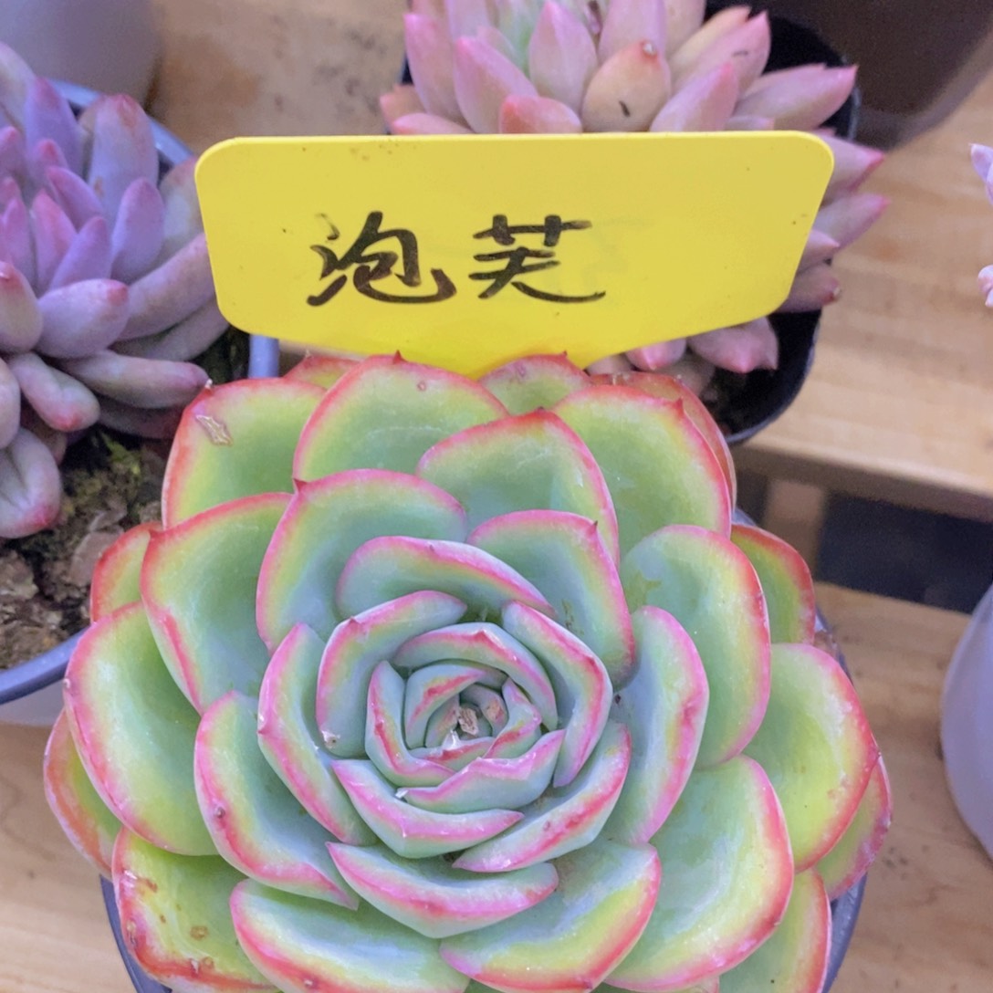 多肉植物，一物一拍，3单包邮
