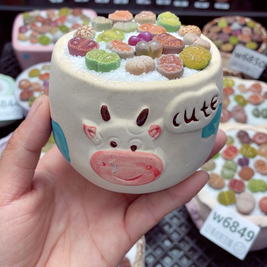 w6856 带盆土发货-零下地区拍保温箱