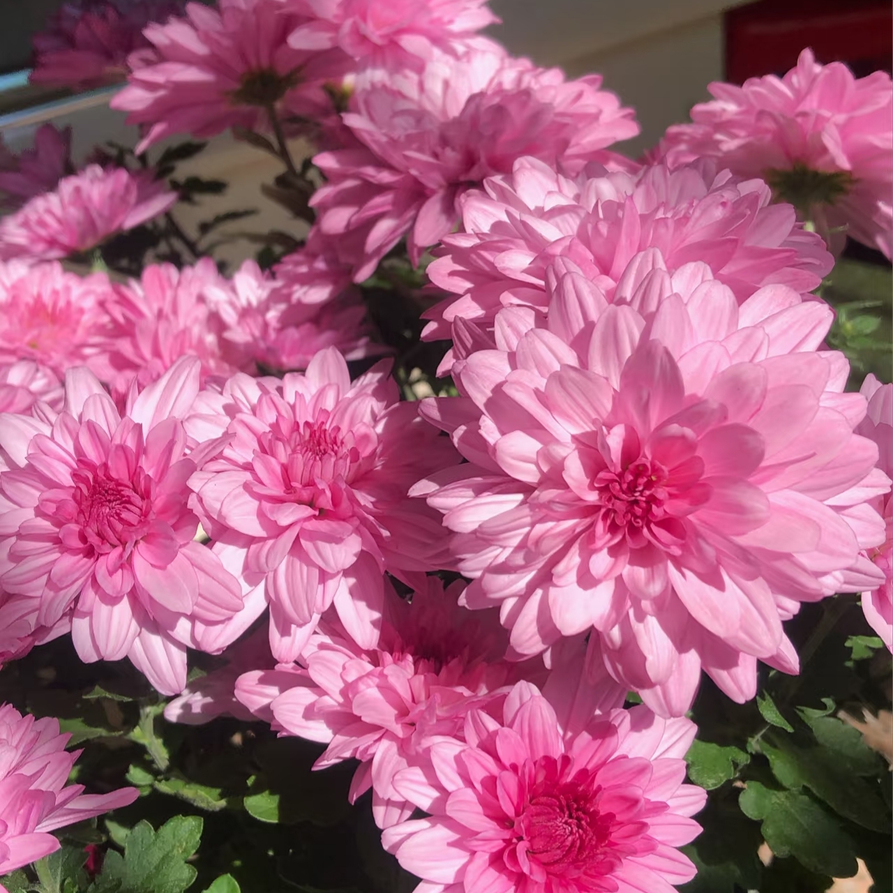 梦幻粉水晶荷兰菊盆栽好养易爆花小清新盆栽阳台庭院多年生植物