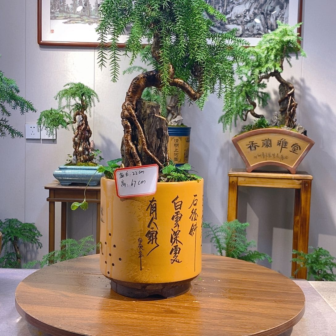 无花朵澳洲杉盆景11111