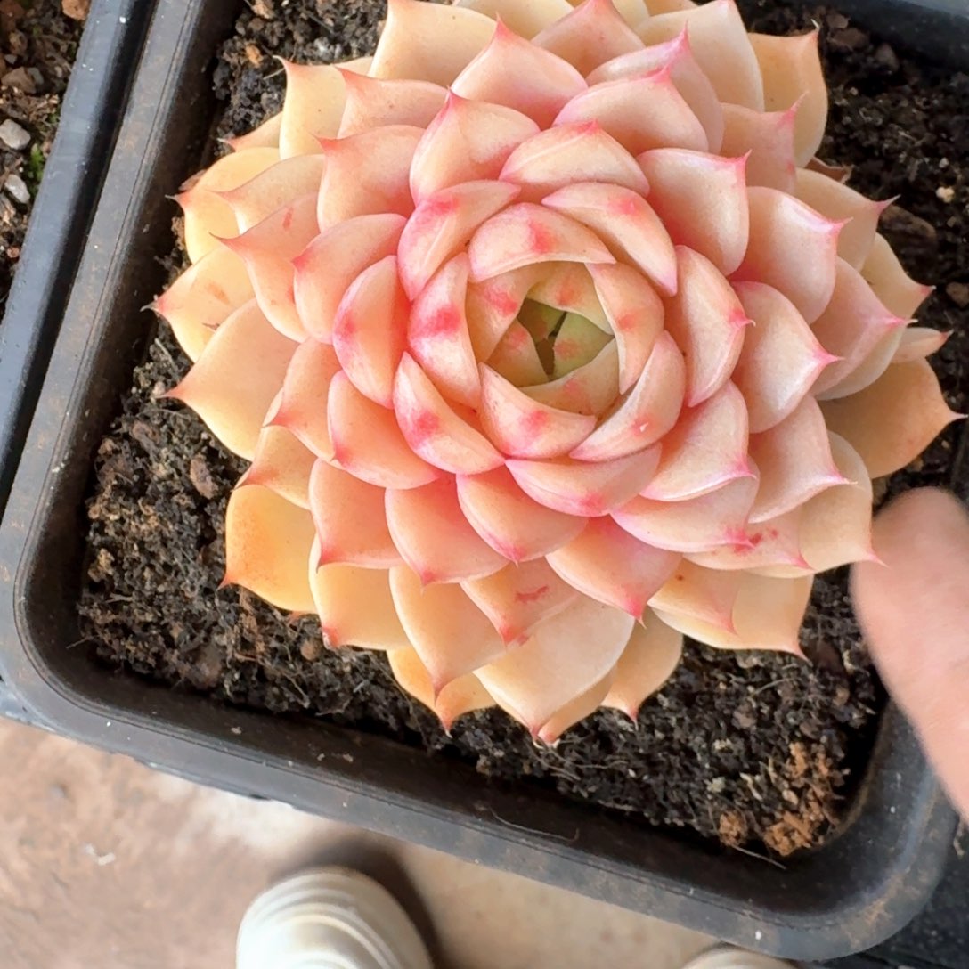 专拍链接多肉黄黎