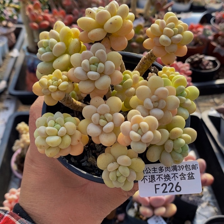 洛可可老桩10cm226多肉植物