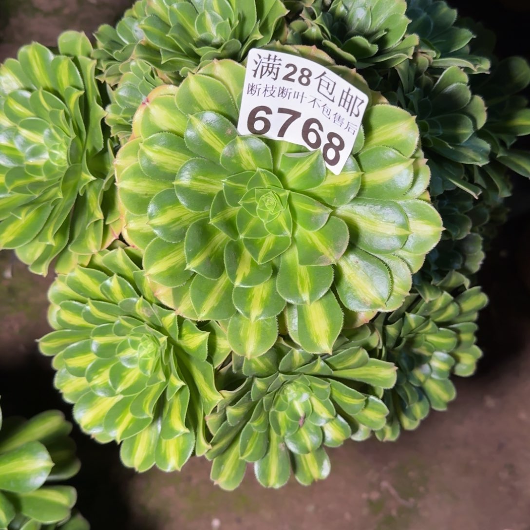 6768琉璃多肉植物